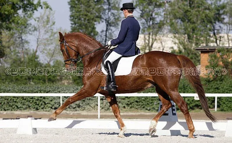 球盟会登录网址京东